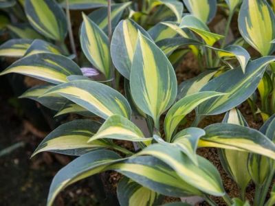 Лот: 25439277. Фото: 1. Хоста Катерина (hosta Catherine... Садовые цветы