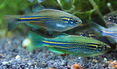 Лот: 6044566. Фото: 1. Данио Керри (Danio kerri) от 5шт... Рыбки