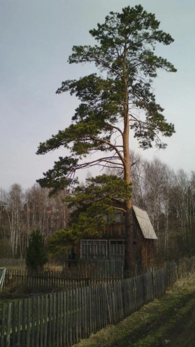 Лот: 63467. Фото: 1. Дачный участок ст. Овинный (Запад... Земельные участки