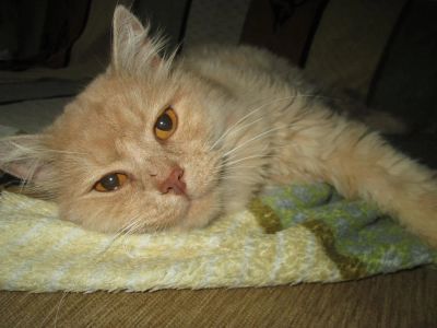 Лот: 3343261. Фото: 1. Персиковый кот. Кошки, котята