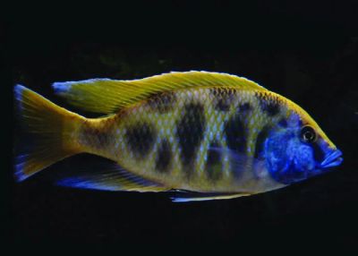 Лот: 6882743. Фото: 1. Леопард золотой (Cyrtocara venustus... Рыбки