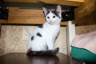 Лот: 6246337. Фото: 1. Котенок, девочка, 4 месяца. Кошки, котята