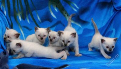 Лот: 2947416. Фото: 1. Котята тайские. Кошки, котята