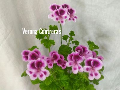 Лот: 16575863. Фото: 1. Пеларгония из группы Ангелов Verona... Горшечные растения и комнатные цветы