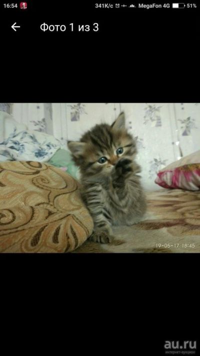Лот: 9762246. Фото: 1. Шотландская прямоухая хайленд-страйт... Кошки, котята