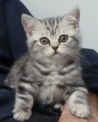 Лот: 8712892. Фото: 1. Британская мраморная кошечка... Кошки, котята