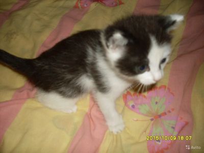Лот: 6341855. Фото: 1. Котик от британской короткошерстной. Кошки, котята