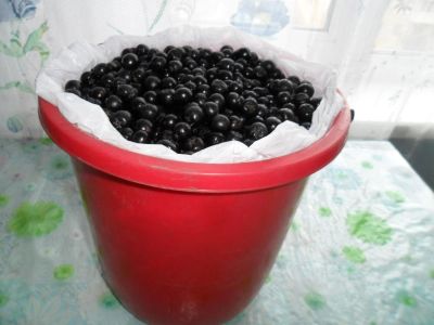 Лот: 10434310. Фото: 1. Черноплодная рябина (арония) 4-х... Ягоды, орехи