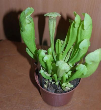 Лот: 3284307. Фото: 1. насекомоядное Sarracenia. Горшечные растения и комнатные цветы