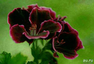 Лот: 16727912. Фото: 1. Пеларгония королевская Aristo... Горшечные растения и комнатные цветы