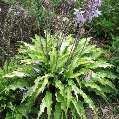 Лот: 17597314. Фото: 1. Хоста Керли Фрайз (hosta Curly... Садовые цветы