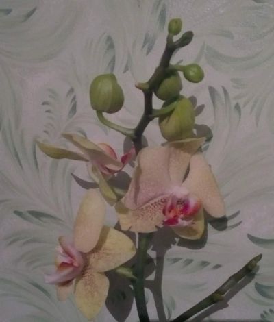 Лот: 16414086. Фото: 1. Орхидея фаленопсис . Горшечные растения и комнатные цветы