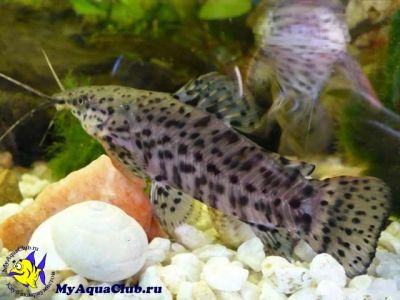 Лот: 3586701. Фото: 1. таракатум. Рыбки