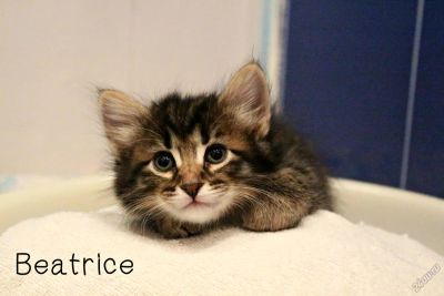 Лот: 5640316. Фото: 1. Котята породы курильский бобтейл... Кошки, котята