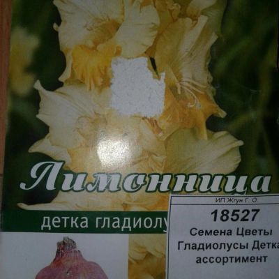 Лот: 9118469. Фото: 1. Семена / Цветы / Гладиолусы... Садовые цветы