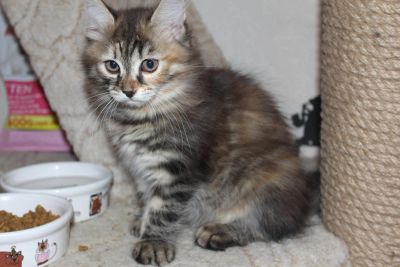 Лот: 3961586. Фото: 1. Сибирская кошечка. Кошки, котята