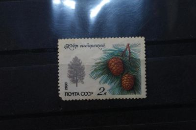 Лот: 3991989. Фото: 1. марки СССР 14 Кедр сибирский 1980... Марки
