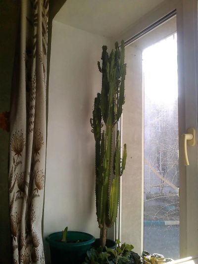 Лот: 7238770. Фото: 1. "Кактус" молочай трёхгранный. Горшечные растения и комнатные цветы