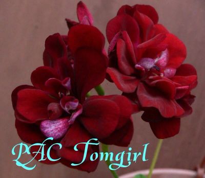 Лот: 10029065. Фото: 1. Пеларгония плющелистная Tomgirl. Горшечные растения и комнатные цветы