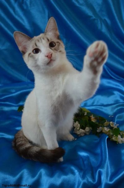 Лот: 4159479. Фото: 1. Котенок Стефан де Шанти!. Кошки, котята