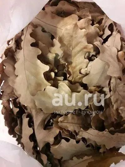 Лот: 23534447. Фото: 1. Дубовые листья. Другое (аквариумистика)