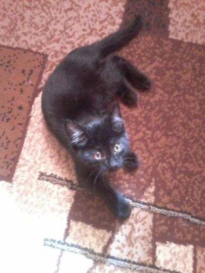 Лот: 4226063. Фото: 1. подарю котенка ( мальчик). Кошки, котята