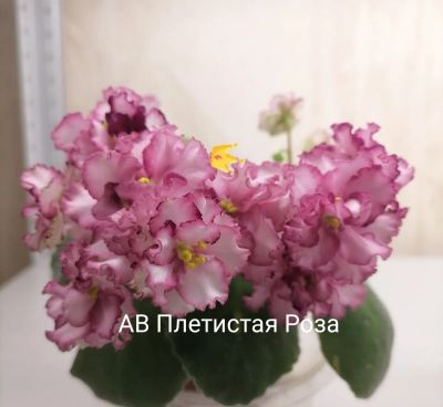 Лот: 16858961. Фото: 1. Фиалка сортовая АВ Плетистая Роза... Горшечные растения и комнатные цветы