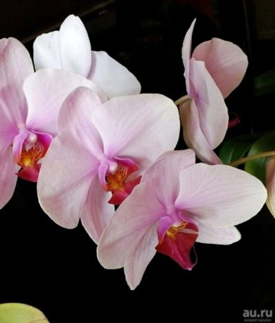 Лот: 13775257. Фото: 1. Орхидеи. Горшечные растения и комнатные цветы