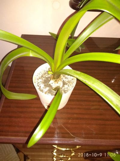 Лот: 12296029. Фото: 1. Гипераструм. Горшечные растения и комнатные цветы