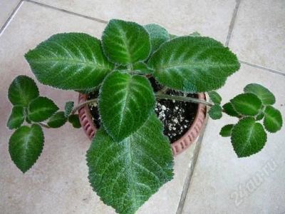 Лот: 879037. Фото: 1. Эписция Lilacina Viridis. Горшечные растения и комнатные цветы