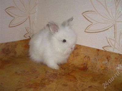 Лот: 589266. Фото: 1. Белый Ангорский кролик. Остальные животные