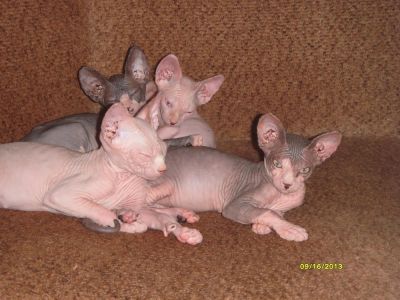 Лот: 2711686. Фото: 1. канадский сфинкс не мечта а реальность. Кошки, котята