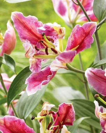 Лот: 12533124. Фото: 1. Лилия Пинк Пэррот Карриба (Pink... Садовые цветы