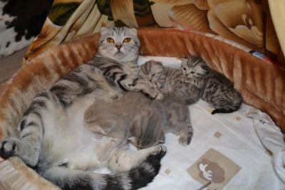 Лот: 4815950. Фото: 1. Шотландские, очаровательные котята. Кошки, котята
