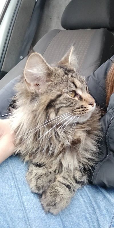 Лот: 18122379. Фото: 1. Котенок Мейн-Кун. Кошки, котята