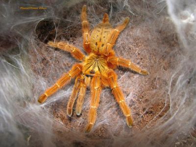 Лот: 9541586. Фото: 1. Паук птицеед Pterinochilus murinus... Остальные животные