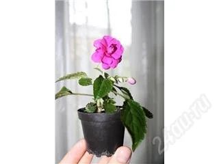 Лот: 124722. Фото: 1. бальзамин. Горшечные растения и комнатные цветы