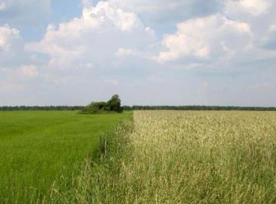 Лот: 4630185. Фото: 1. земельный участок сосновоборск. Земельные участки