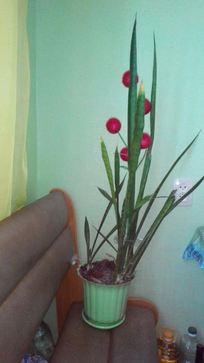 Лот: 6512685. Фото: 1. тещин язык. Горшечные растения и комнатные цветы