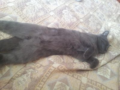 Лот: 4330707. Фото: 1. Котик хороший. Кошки, котята