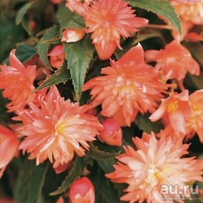 Лот: 15805820. Фото: 1. Бегония Belleconia Soft Orange. Горшечные растения и комнатные цветы
