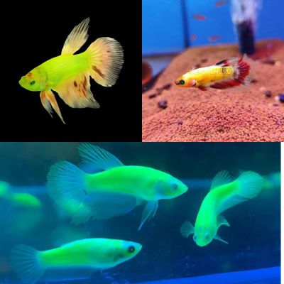 Лот: 20768385. Фото: 1. Петушок Гло Betta GloFish. Рыбки