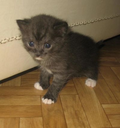 Лот: 4820021. Фото: 1. Котята от Британской кошки. Кошки, котята