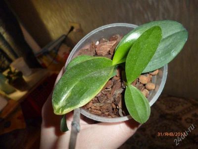 Лот: 2471345. Фото: 1. Орхидеи фаленопсис. Горшечные растения и комнатные цветы