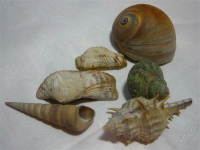 Лот: 862051. Фото: 1. Ракушки 2. Археология