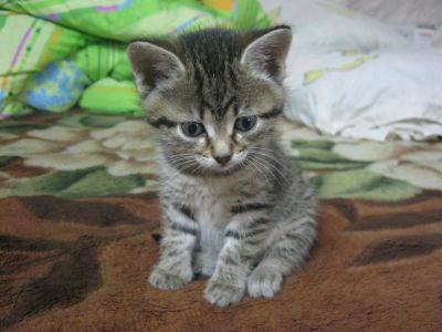 Лот: 3380089. Фото: 1. Кошечка. Кошки, котята