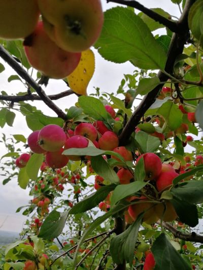 Лот: 16334281. Фото: 1. Яблоки очень вкусные. Овощи, фрукты, зелень
