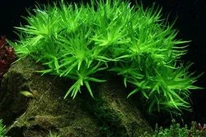 Лот: 7828000. Фото: 1. Гетерантера остролистная (Heteranthera... Водные растения