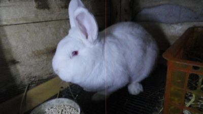 Лот: 12662686. Фото: 1. Кролик новозеладский белый. Остальные животные