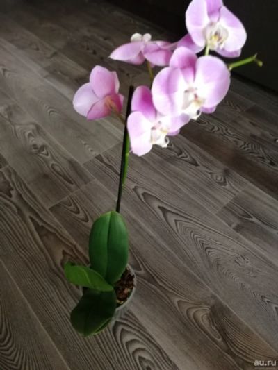 Лот: 13529432. Фото: 1. Орхидея 3. Горшечные растения и комнатные цветы